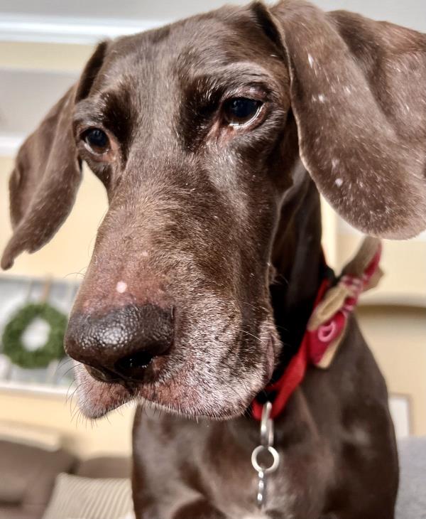 /Images/uploads/Southeast German Shorthaired Pointer Rescue/segspcalendarcontest/entries/31232thumb.jpg